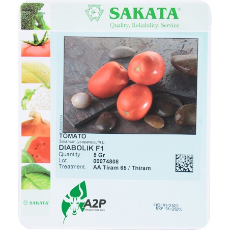 DIABOLIK F1 (TOMATO)