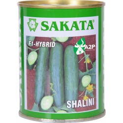 SHALINI F1 – HYBRID (CUCUMBER)