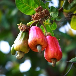 CASHEW NUTS