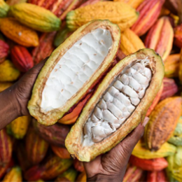 CACAO