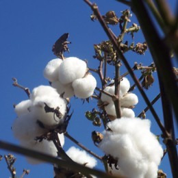 COTTON