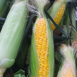 MAIZE