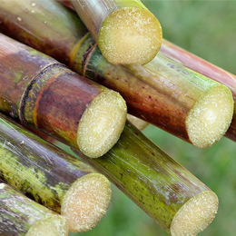 CANNE À SUCRE